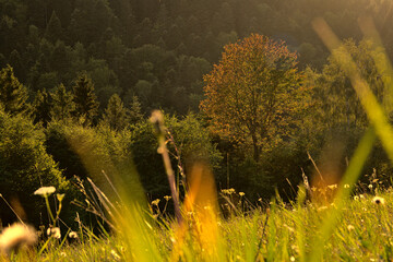 Sunset in the Bieszczady Mountains, Poland, Europe