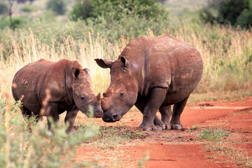 Fototapeta premium Rhino mother with calf