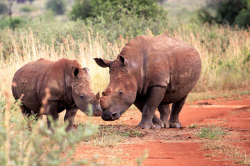 Rhino mother with calf