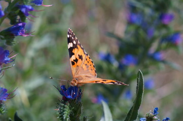 A beautiful butterfly on a blue flower.