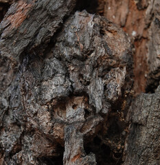 Tree with a human face