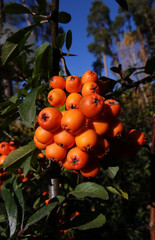 Rowan berry