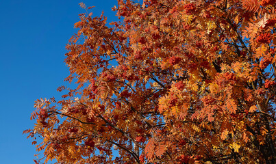 Fototapeta na wymiar Rowan tree with berries in autumn