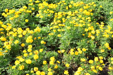 Yellow cosmos flower and bokeh background