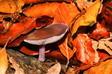 Pilz Butterrübling, Kastanienrübling, Rhodocollybia butyracea, Collybia butyracea, 