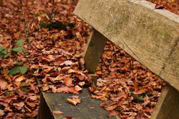 Herbstlaub auf einer Holzbank