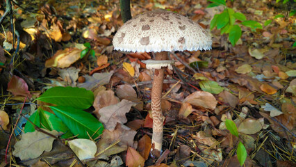 Amanita mushrooms