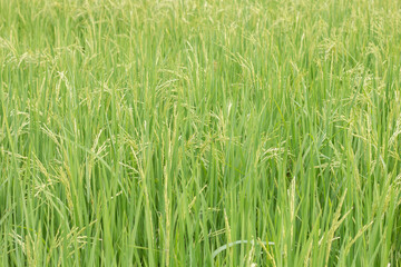 green wheat field