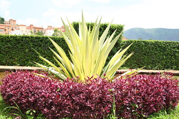 agave in garden with red leave plant