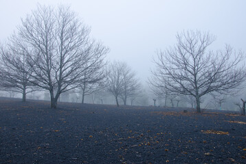 Sweet chestnuts Castanea sativa in winter. The Nublo Rural Park. Tejeda. Gran Canaria. Canary Islands. Spain.