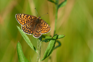 Wegerich-Scheckenfalter (Melitaea cinxia)