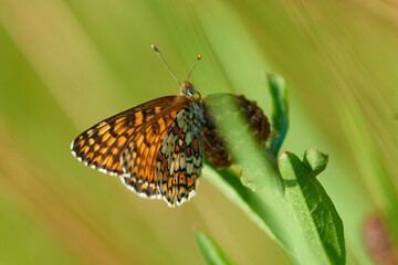 Wegerich-Scheckenfalter (Melitaea cinxia)