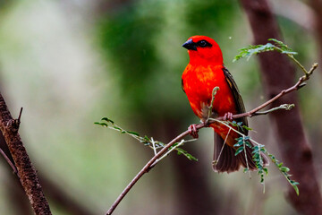 A male bird in striking red color of the genus Madagascar weaver isolated in the wild on the island...