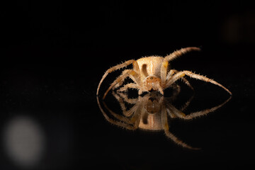 Gartenkreuzspinne (Araneus diadematus)