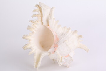 Fototapeta na wymiar Sea shell isolated on the white background.