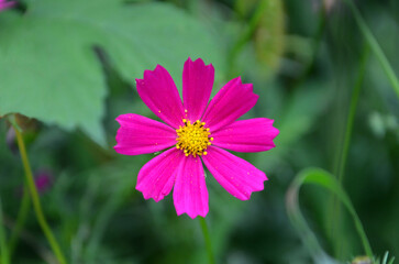 Obraz premium Pink cosmos flower, close up photo. Purple blooming elegant cosmea (Cosmos bipinnatus) flower in summer garden .Gardening or growing flowers concept ,Free copy space