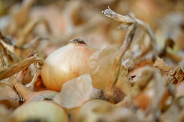 suszenie cebuli, onion,  wieś, zbliżenie, warzywo