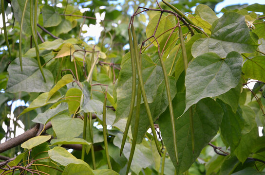  Nothern catalpa 'Catalpa speciosa' trees with green fruits- beans and leaves growing in a summer park. Landscaping and growing trees concept,