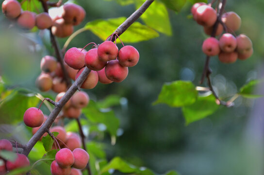 Red paradise apples ripen on the tree branch against natural blurred background .Close up photo outdoors .free copy space. . Growing  fruit trees concept.