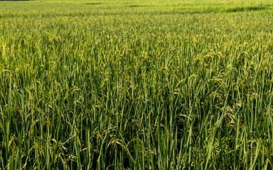 Rice crop in the field closeup view