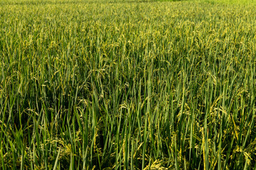 Rice crop ready to mature and to be harvest