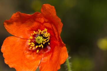 Flower of common poppy Papaver rhoeas. San Bartolome de Tirajana. Gran Canaria. Canary Islands. Spain.