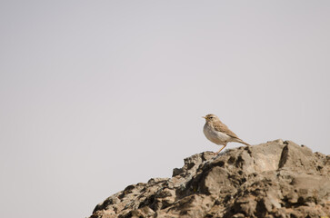 Berthelot's pipit Anthus berthelotii. San Bartolome de Tirajana. Gran Canaria. Canary Islands. Spain.