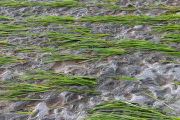 Monsoon rain and torrent flood washout the rice crop