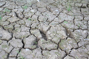 Many small shells on cracked ground texture