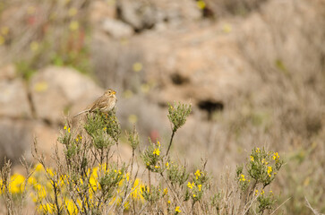 Corn bunting Emberiza calandra. San Bartolome de Tirajana. Gran Canaria. Canary Islands. Spain.