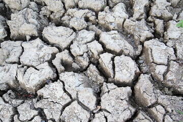 Many small shells on cracked ground texture