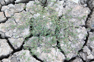 Many small shells on cracked ground texture
