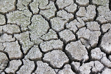Many small shells on cracked ground texture