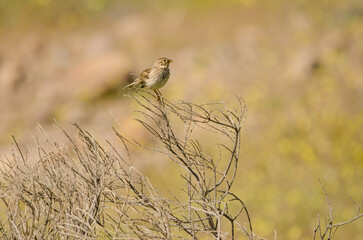 Corn bunting Emberiza calandra. San Bartolome de Tirajana. Gran Canaria. Canary Islands. Spain.