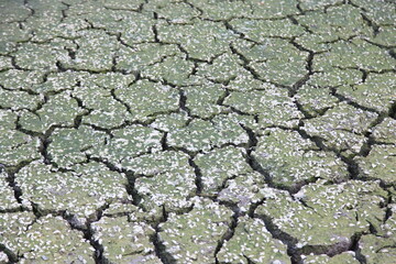 Many small shells on cracked ground texture