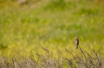 Corn bunting Emberiza calandra. San Bartolome de Tirajana. Gran Canaria. Canary Islands. Spain.