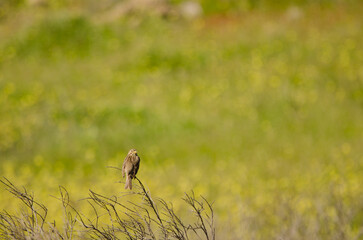 Corn bunting Emberiza calandra. San Bartolome de Tirajana. Gran Canaria. Canary Islands. Spain.