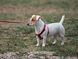 Jack Russell Terrier walks on a leash.