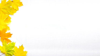 Banner of the background of many yellow maple leaves with space for text on a white background. Autumn Leaf Background