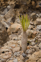Bud of the succulent plant Kleinia neriifolia. San Bartolome de Tirajana. Gran Canaria. Canary Islands. Spain.
