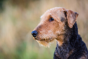 Portrait eines Airedale Terrier R&uuml;den