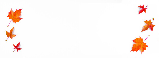 Banner of the background of yellow maple leaves with space for text on a white background. Autumn Leaf Background