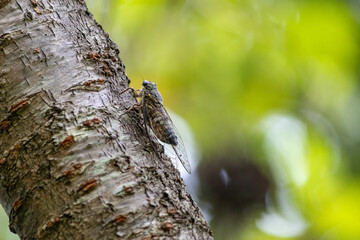 日中の蝉の大合唱
