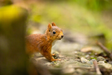 Curious red squirrel standing at the forest floor
