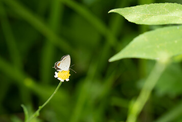 小さくて可愛いシジミチョウ