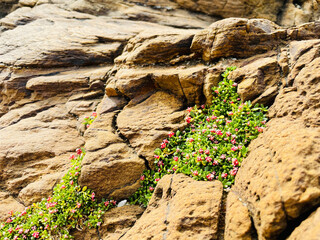 海岸に露出した基盤岩とピンク色の花