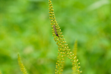 蛹になる準備中の幼虫