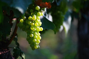 Beautiful fresh fruit - grapes growing in a vineyard. Harvest time - autumn fruit collection. South Moravian wine region - Palava - Czech Republic.