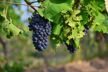 Beautiful fresh fruit - grapes growing in a vineyard. Harvest time - autumn fruit collection. South...