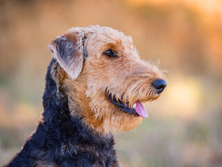 Portrait einer Airedale Terrier Hündin